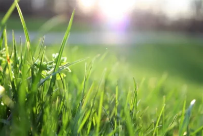 Nawóz na trawę – ekologiczny sposób na jej wzrost